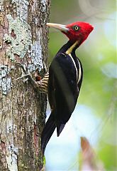 Pale-billed Woodpecker